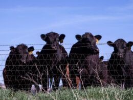 Pecuária australiana: os desafios do país que chega ao maior rebanho de bovinos da última década