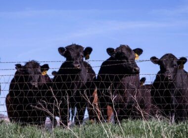 Pecuária australiana: os desafios do país que chega ao maior rebanho de bovinos da última década