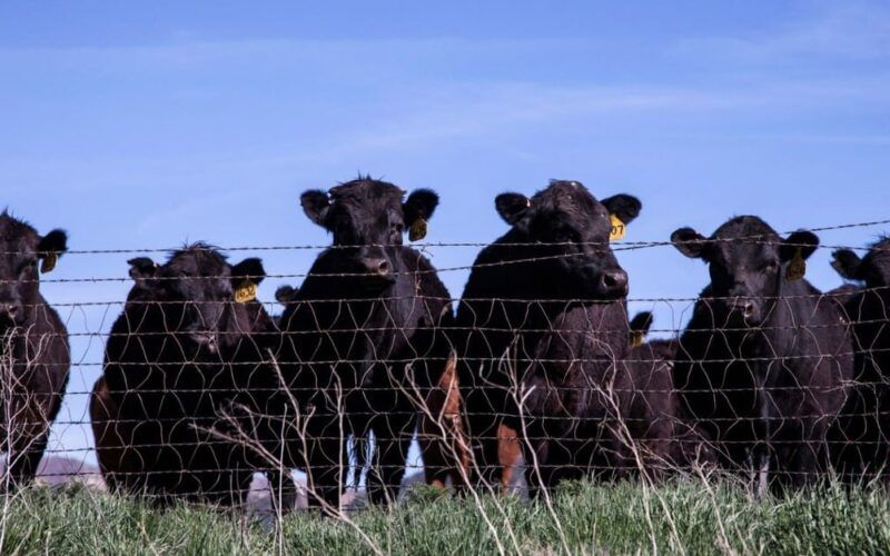 Pecuária australiana: os desafios do país que chega ao maior rebanho de bovinos da última década