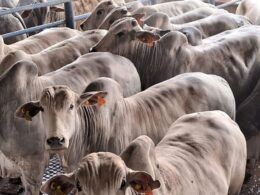 Boiada confinada tem GMD de 1,7 kg no interior de SP!