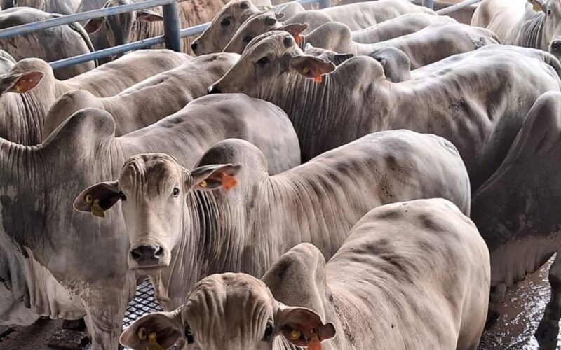 Boiada confinada tem GMD de 1,7 kg no interior de SP!