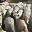 Vacada gorda e bem acabada enche a tela de qualidade de carne em MT