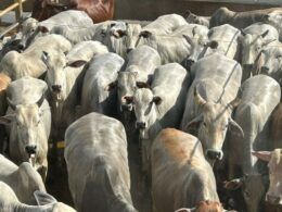 Vacada gorda e bem acabada enche a tela de qualidade de carne em MT