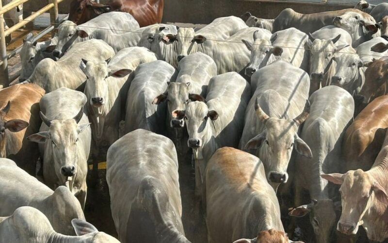 Vacada gorda e bem acabada enche a tela de qualidade de carne em MT