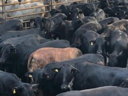 Workshop pecuária premium debate produção de carne de qualidade em Rondônia