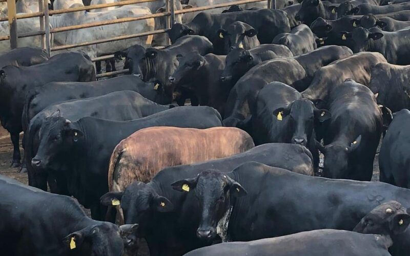 Workshop pecuária premium debate produção de carne de qualidade em Rondônia