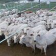 Vacada gorda e caprichada é destaque em Juína (MT)