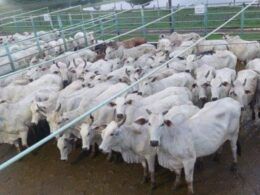 Vacada gorda e caprichada é destaque em Juína (MT)