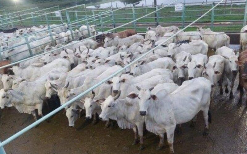 Vacada gorda e caprichada é destaque em Juína (MT)