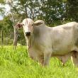 Conheça o “Projeto Rio Preto”, a 1ª fazenda modelo em sustentabilidade no País