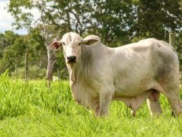 Conheça o “Projeto Rio Preto”, a 1ª fazenda modelo em sustentabilidade no País