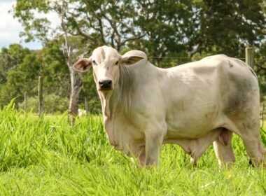 Conheça o “Projeto Rio Preto”, a 1ª fazenda modelo em sustentabilidade no País