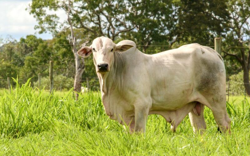 Conheça o “Projeto Rio Preto”, a 1ª fazenda modelo em sustentabilidade no País