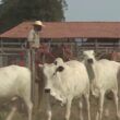 Aposentadoria rural: qual a melhor forma de recolhimento da contribuição?