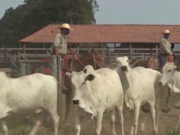 Aposentadoria rural: qual a melhor forma de recolhimento da contribuição?