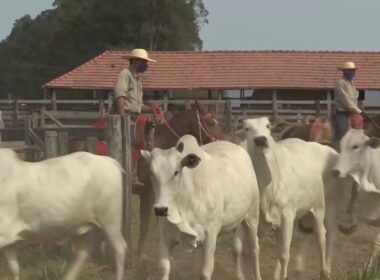 Aposentadoria rural: qual a melhor forma de recolhimento da contribuição?