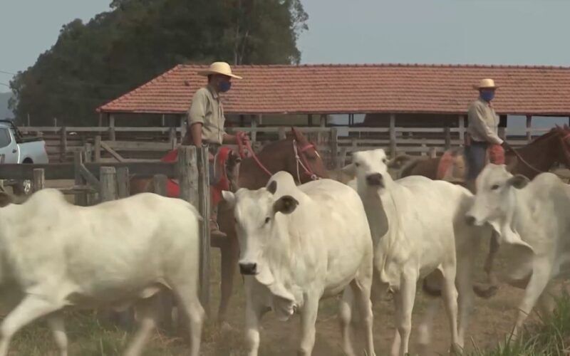 Aposentadoria rural: qual a melhor forma de recolhimento da contribuição?