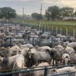 Curral “neva” com tanto Nelore gordo em Senador Canedo. Confira