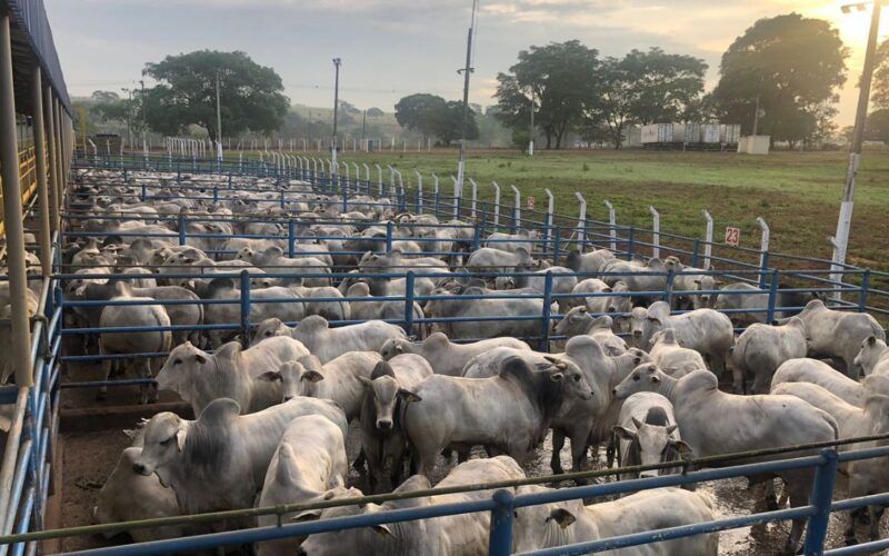 Curral “neva” com tanto Nelore gordo em Senador Canedo. Confira