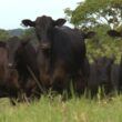 Tricross: qual raça vai bem no cruzamento com vacas meio-sangue Angus e Braford?