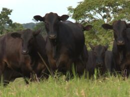 Tricross: qual raça vai bem no cruzamento com vacas meio-sangue Angus e Braford?