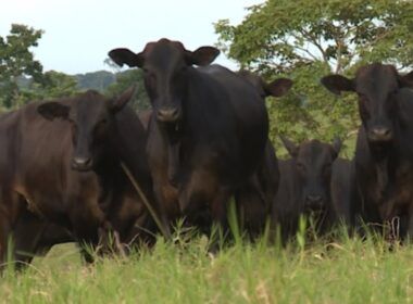 Tricross: qual raça vai bem no cruzamento com vacas meio-sangue Angus e Braford?