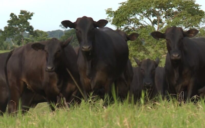 Tricross: qual raça vai bem no cruzamento com vacas meio-sangue Angus e Braford?