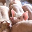 descubra a revolucao primeira exportacao de suinos geneticos do brasil