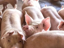 descubra a revolucao primeira exportacao de suinos geneticos do brasil