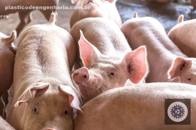 descubra a revolucao primeira exportacao de suinos geneticos do brasil