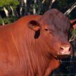 Senepol: raça bovina de genética é eficiente e adaptada aos trópicos