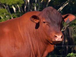 Senepol: raça bovina de genética é eficiente e adaptada aos trópicos
