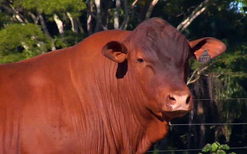 Senepol: raça bovina de genética é eficiente e adaptada aos trópicos