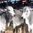 Programas de melhoramento genético intensificam a busca por touros eficientes
