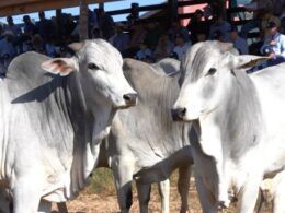 Programas de melhoramento genético intensificam a busca por touros eficientes