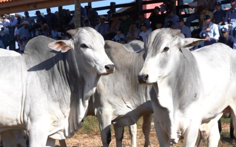 Programas de melhoramento genético intensificam a busca por touros eficientes