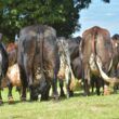 Vaca Girolando tem produção de leite comprometida ao emprenhar?