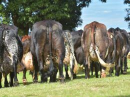 Vaca Girolando tem produção de leite comprometida ao emprenhar?