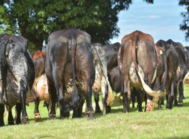 Vaca Girolando tem produção de leite comprometida ao emprenhar?