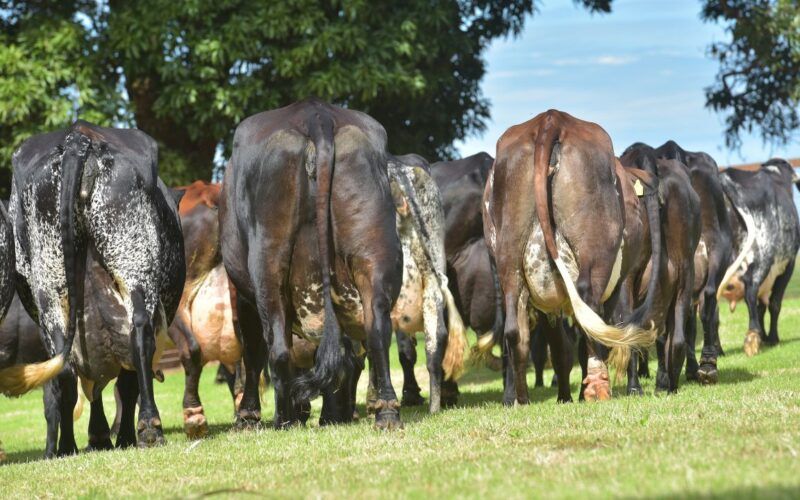 Vaca Girolando tem produção de leite comprometida ao emprenhar?