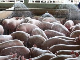 Descubra as Estratégias de 2024 que Revolucionarão a Suinocultura com ABCS e FNDS 15 descubra as estrategias de 2024 que revolucionarao a suinocultura com