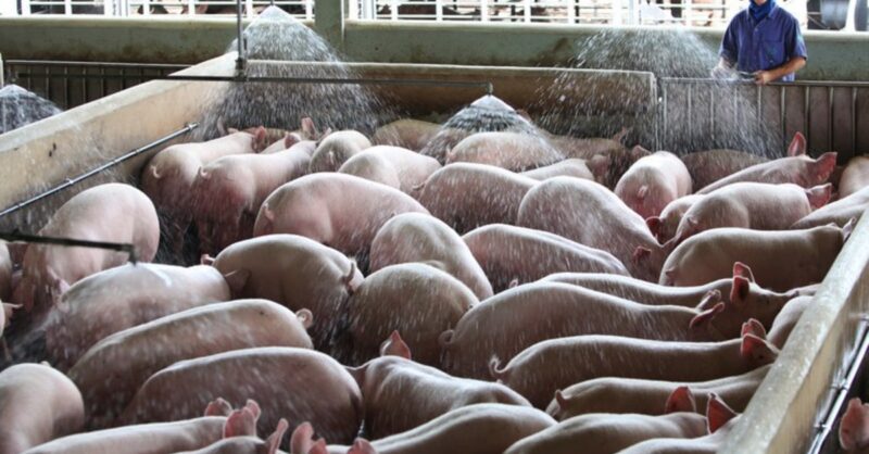 descubra as estrategias de 2024 que revolucionarao a suinocultura com