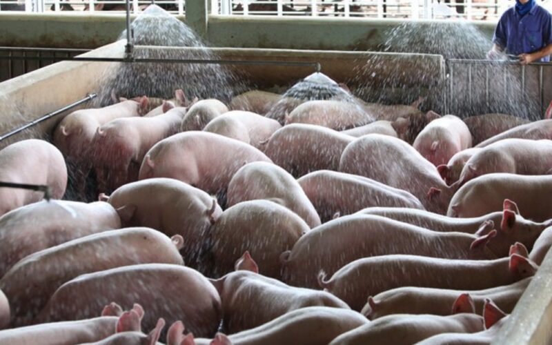 descubra as estrategias de 2024 que revolucionarao a suinocultura com