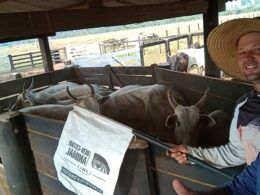 Sucesso na pecuária em Rondônia: confira as estratégias que transformaram uma fazenda