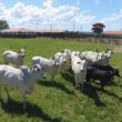 descubra as fazendas mais produtivas e sustentaveis do brasil em