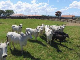 descubra as fazendas mais produtivas e sustentaveis do brasil em