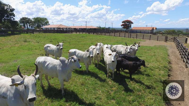 descubra as fazendas mais produtivas e sustentaveis do brasil em