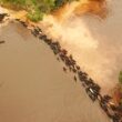 Comitiva pantaneira inédita: as histórias do peão boiadeiro por trás do transporte de gado Brangus