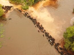 Comitiva pantaneira inédita: as histórias do peão boiadeiro por trás do transporte de gado Brangus