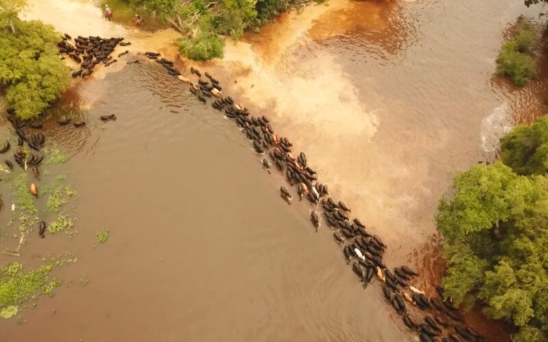 Comitiva pantaneira inédita: as histórias do peão boiadeiro por trás do transporte de gado Brangus